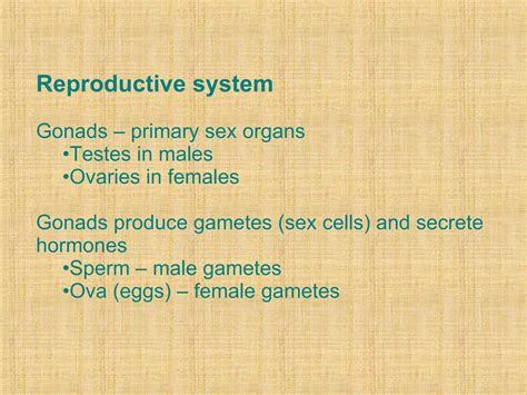 Reproductive%20 System[1] | PPT