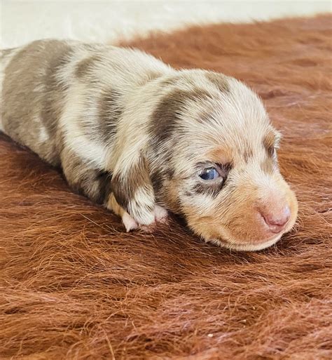 Mini Dachshund - Glen Innes - PetsForHomes