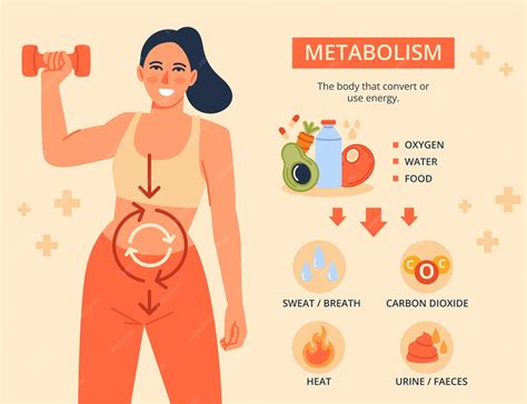 Free Vector | Hand drawn metabolism infographic