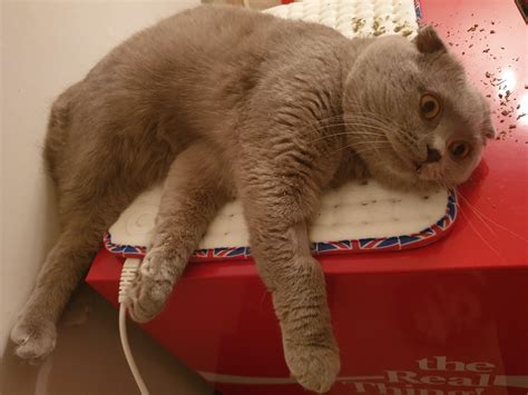 High on catnip : r/cats