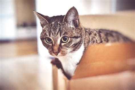 Premium Photo | Close-up of cat in cardboard box