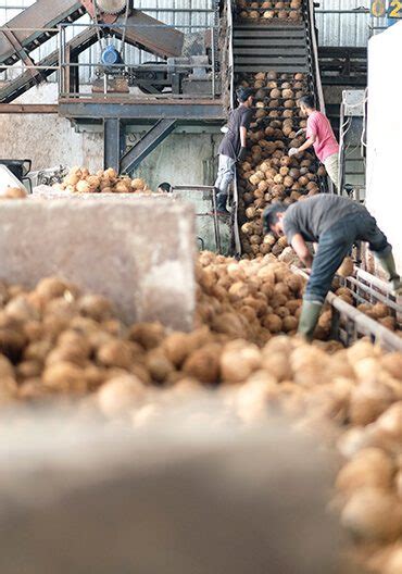 coconut production journey pt royal coconut