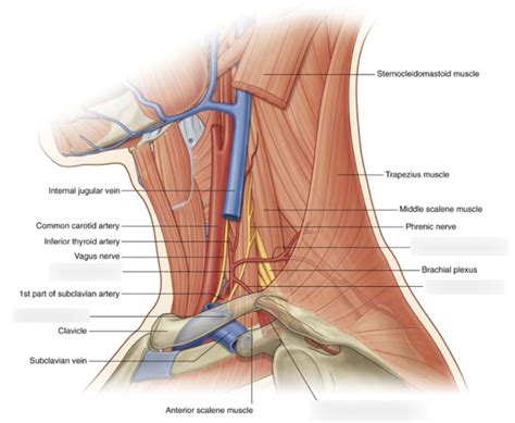 Occipital Artery Posterior Triangle