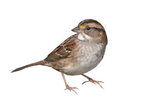 sparrow standing png image animal categories bird bird stand