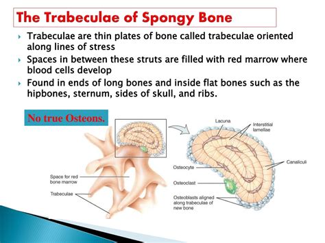 PPT - BONE HISTOLOGY PowerPoint Presentation, free download - ID:9540253