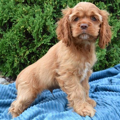 Regalo Cuccioli di Golden retriver Disponibili bellissimi cuccioli di ...