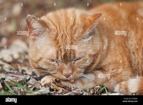 sleeping cat garfield Stock Photo - Alamy