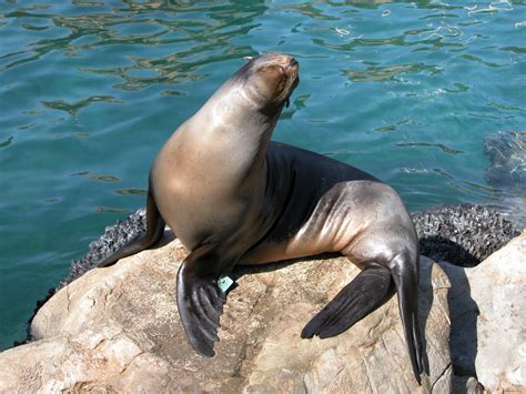 seal  aquarium  stock photo public domain pictures