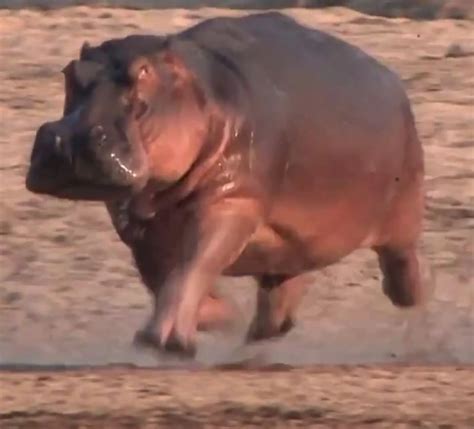 Hippos can run so fast that they're airborne for fractions of a second