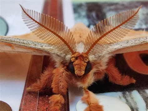 cute moth    vic australia rmoths