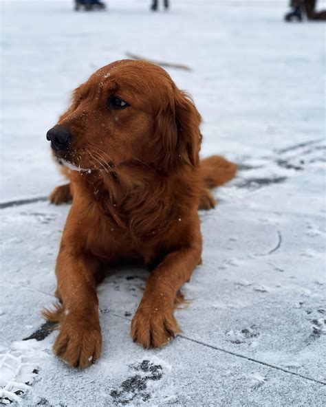 Golden Stream Retrievers | Stockton MO