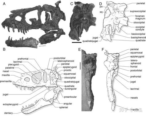 Nghiên cứu mới cho thấy khủng long bạo chúa Tyrannosaurus dựa vào giác ...