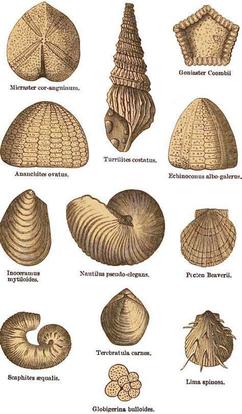 Chalk Fossils | Paleontology, Geology