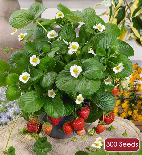 Loran Strawberry Seed Indoor House Plants Outdoor Rare 500 - Etsy Australia