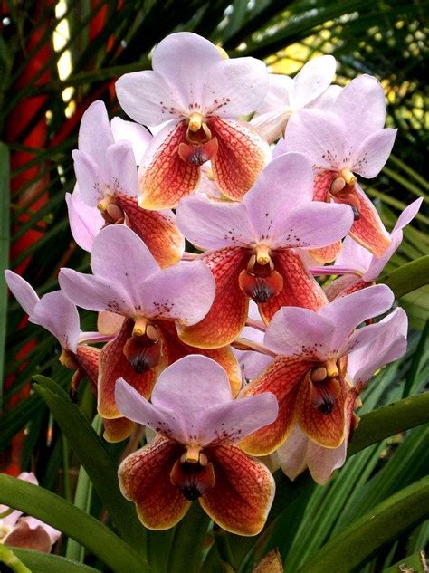 philippine orchids waling waling