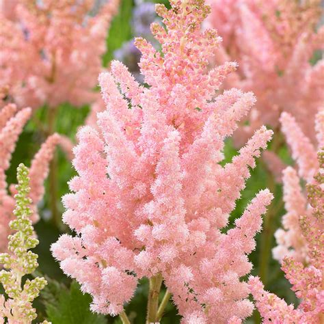 Shop Astilbe chinensis 'Visions Inferno' Potted | J. Parker's