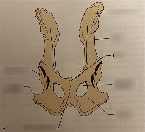 pelvis bones Diagram | Quizlet