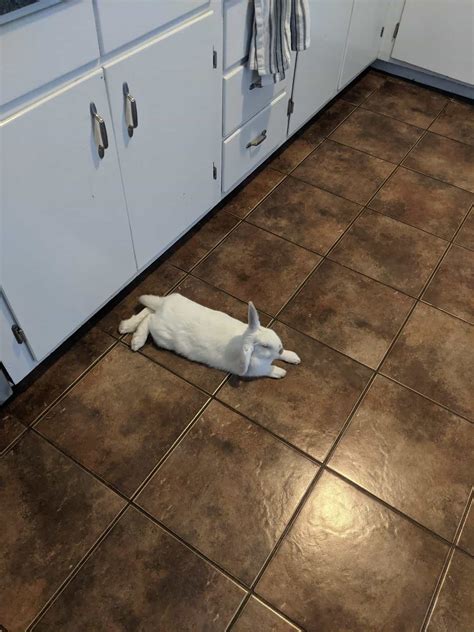 Why Is My Bunny Licking Things at Oscar Corey blog