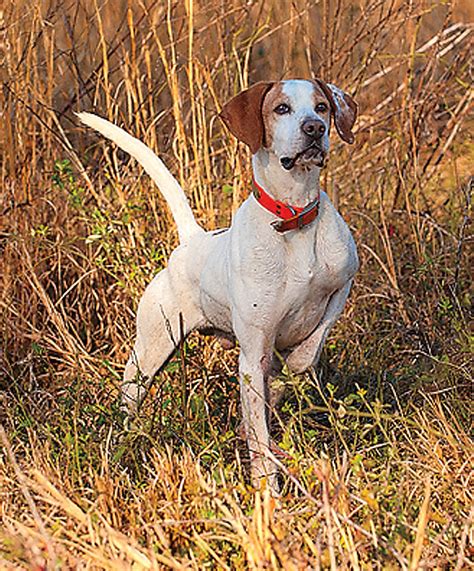 English Pointer Pointing