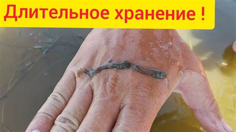 Где как хранить морской червь нереис - YouTube