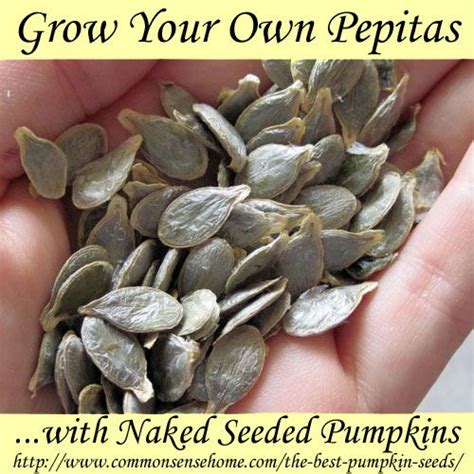 Pepitas vs Pumpkin Seeds - Plus How to Use and Grow Pepitas | Pumpkin ...