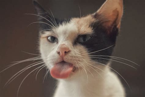 Cat With Swollen Lip Memes Funny - Infoupdate.org