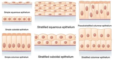 Stratified Squamous Epithelium Diagram