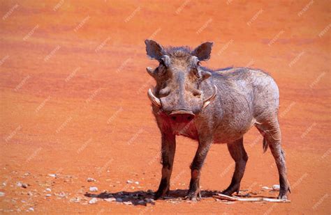 Premium Photo | Wild african animals. an common warthog (pumbaa) stands ...