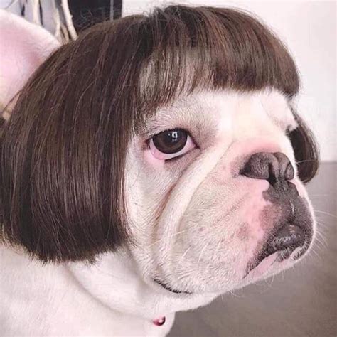 Because bangs are back. : r/aww