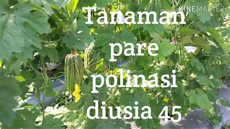 pareparia diusia  hst  buah  bagus youtube