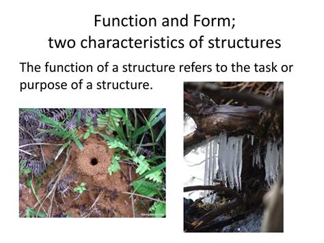 structure function  form powerpoint