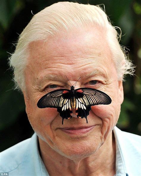 Sir David Attenborough's childhood memories | David attenborough, David ...