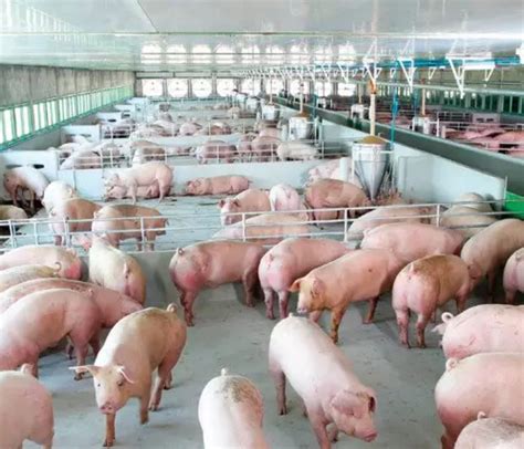 animal welfare establishing  reliable evaluation system  pigs