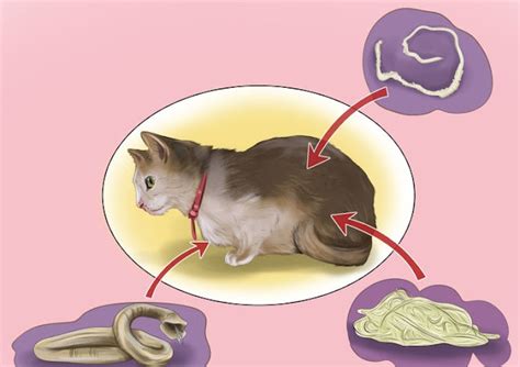 tips atasi cacingan  kucing