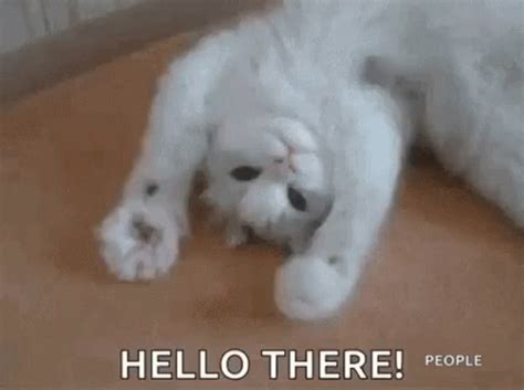 Hello Cat GIF - Hello Cat Wave - Discover & Share GIFs