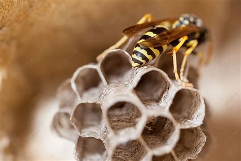 Paper Wasp Queen Entomology Queen Paper Photo Background And Picture For Free Download - Pngtree