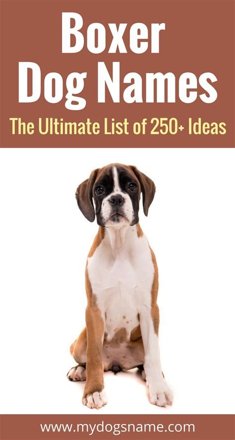 250+ Boxer Dog Names [The Ultimate List!] - My Dog's Name | Boxer dog ...