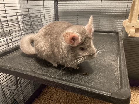 tips for chinchilla making noise at home 2