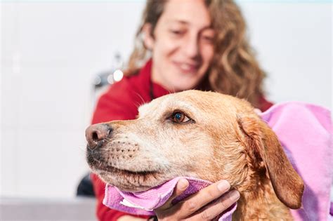 Your dog has diarrhea what to do and not do – Artofit