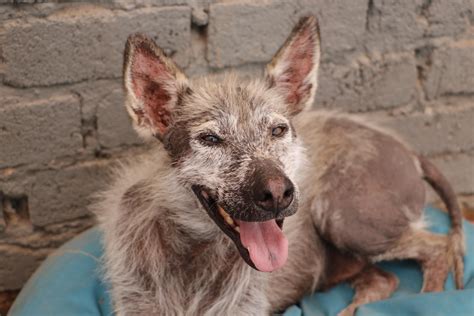 Ugly Mixed Breeds Ugly' Shelter Dog Doesn't Understand Why She's