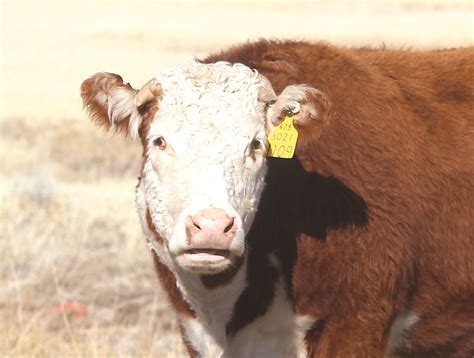 Beef prices expected to rise again | Serving Minden-Gardnerville and