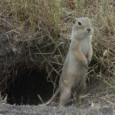 Gopher | Wildlife | The Wildlife