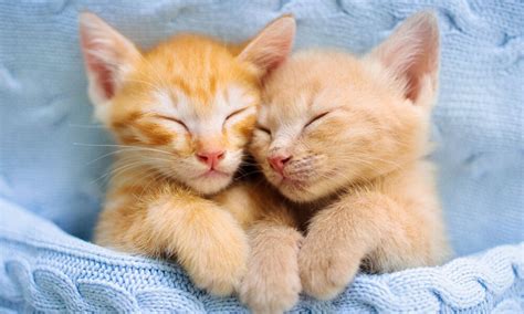 Создать мем "котики, милые котята, милые маленькие котята" - Картинки ...