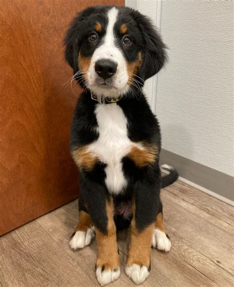 susquehanna trail animal hospital 1