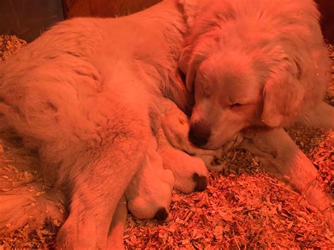 Great Pyrenees Puppies For Sale