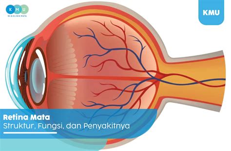 Retina: Struktur, Fungsi, dan Penyakitnya