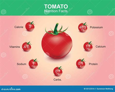 Tomato Nutrition Facts Vector Illustration | CartoonDealer.com #39282250