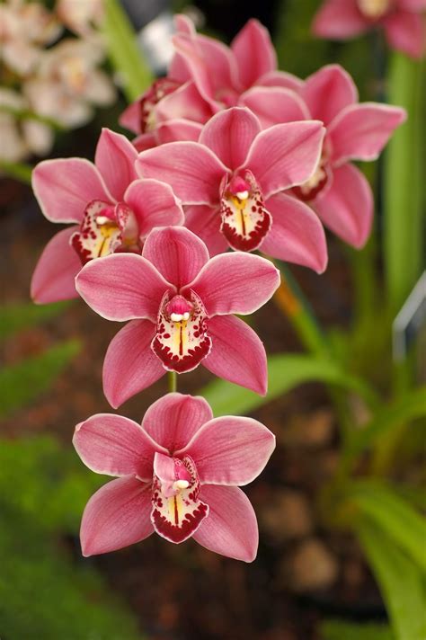 Orchid Growing Tips - Choosing, Watering, Repotting, Fertilizing and ...