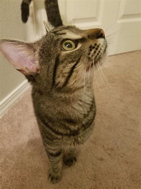 This little guy just walked into my house. Is this called the cat ...