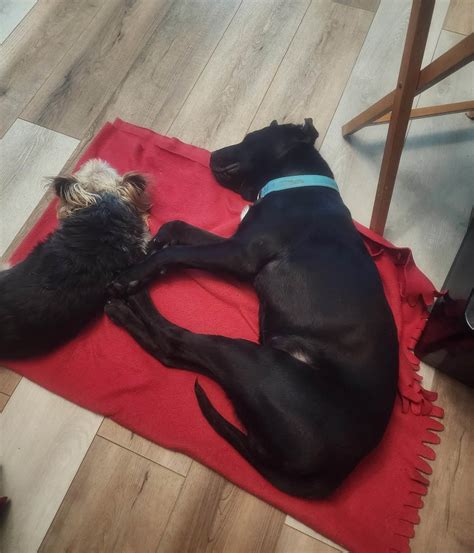 Espresso Bean – CrisisDogsNC